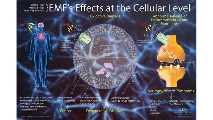 Unveiling the  Intricate Impact of EMFs on Our Cells