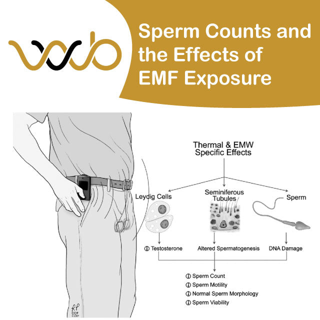 Sperm Counts and the Effects of EMF Exposure